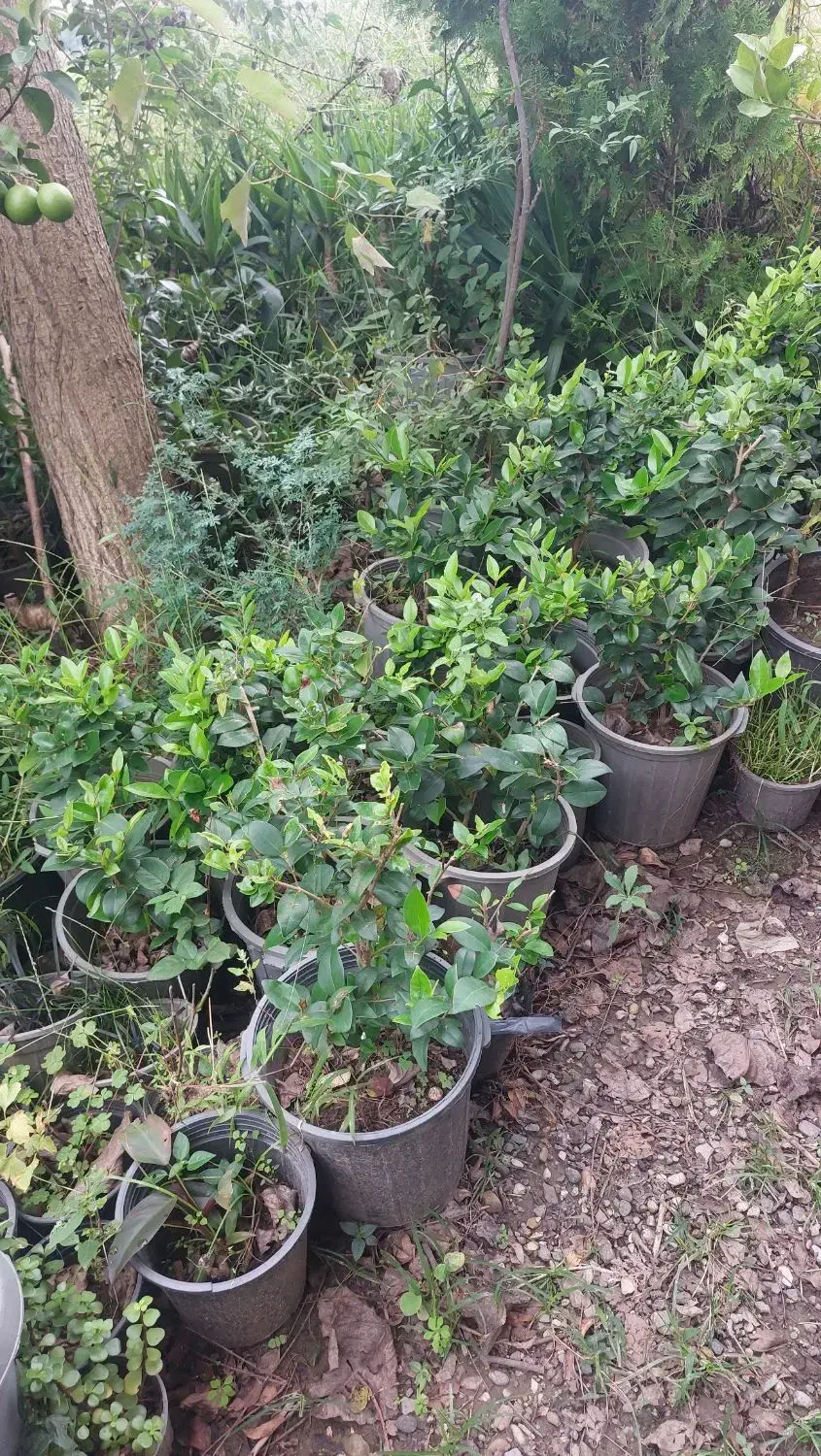 فروش گل یوکا و رونده کرپ و ...|گل و گیاه طبیعی|رحیم‌آباد, |دیوار