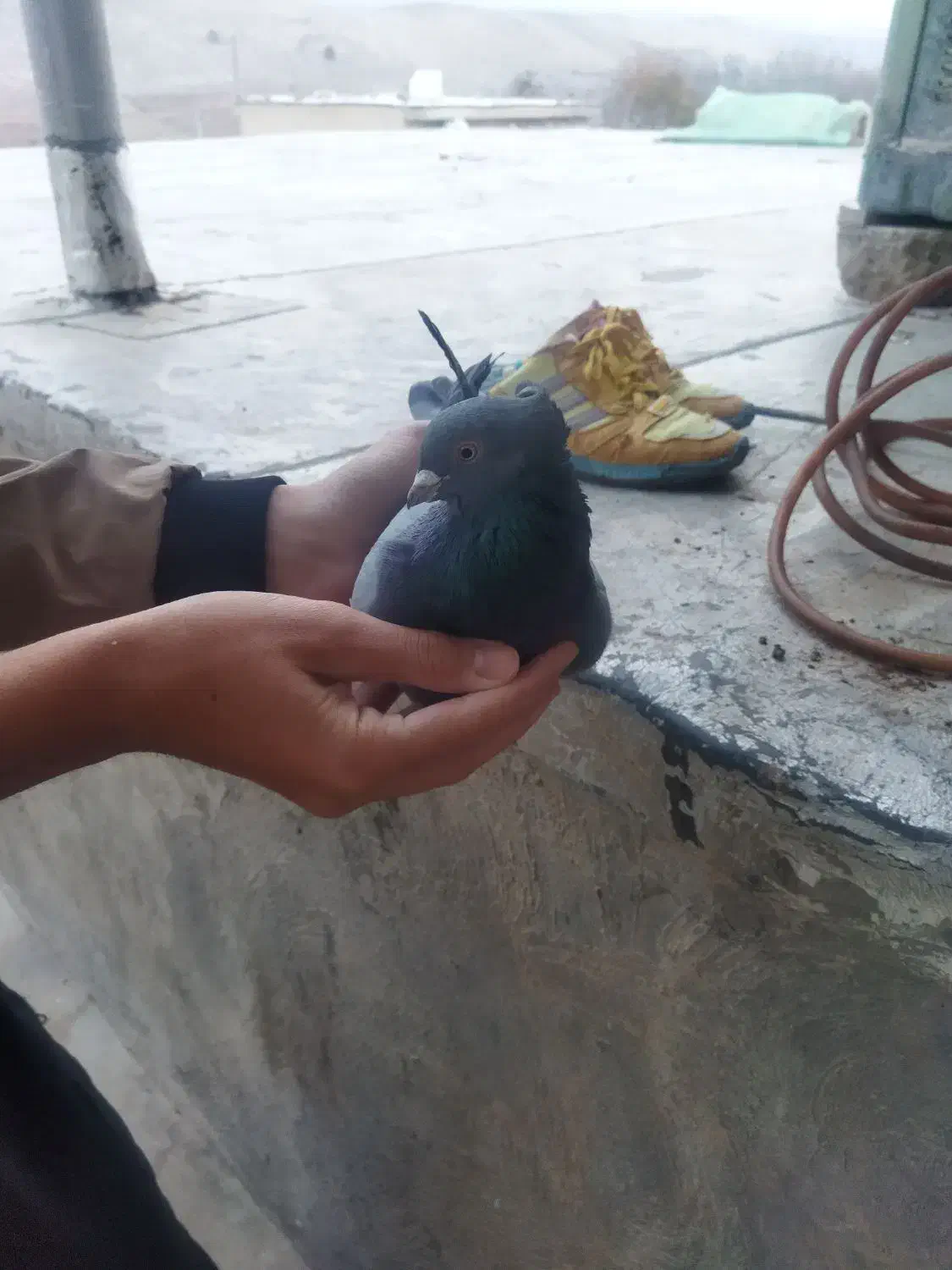 سبز کاشانی زوردار|پرنده|چرداول, |دیوار