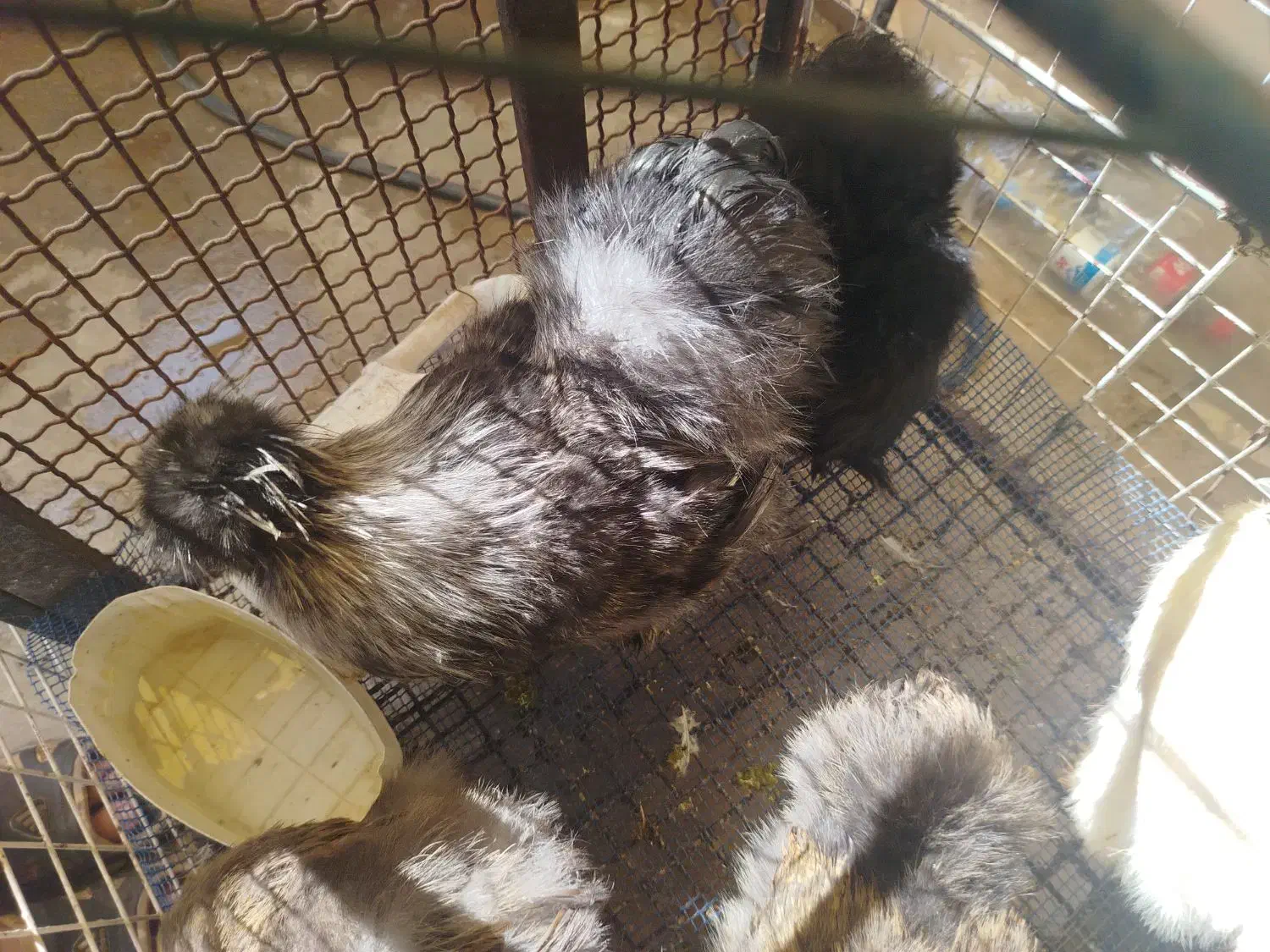 اجتماعی|ماهی|شوشتر, |دیوار