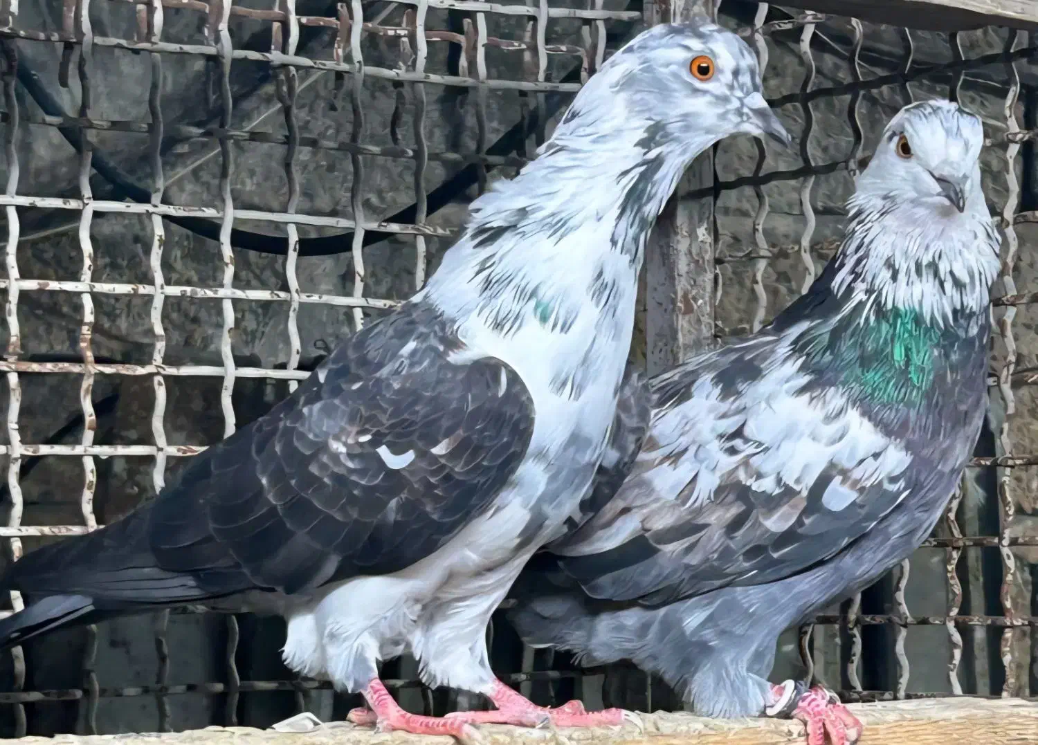 کبوتر دستپر قوچی|پرنده|قائم‌شهر, |دیوار