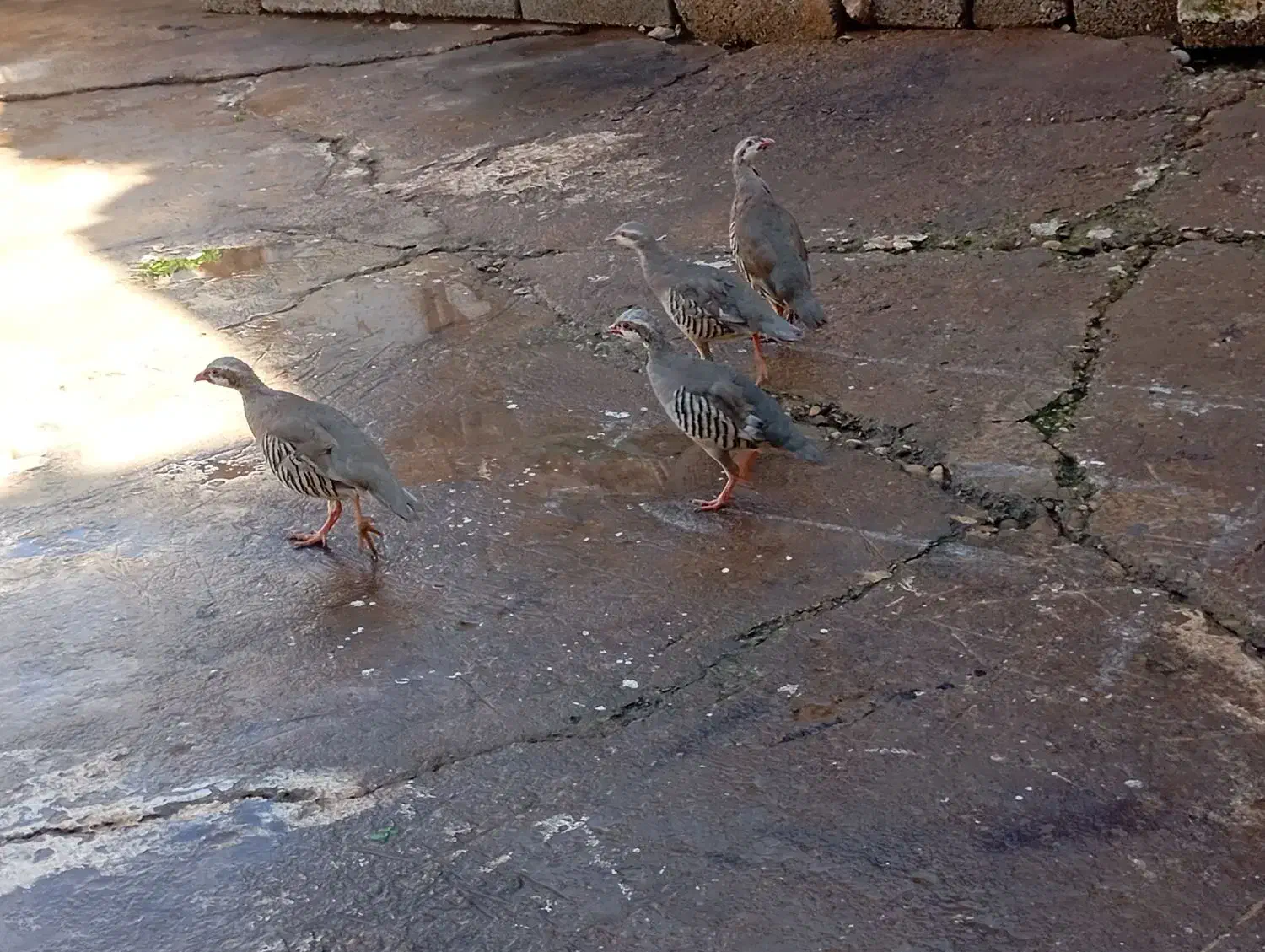 بلدرچین|پرنده|مسجد سلیمان, |دیوار