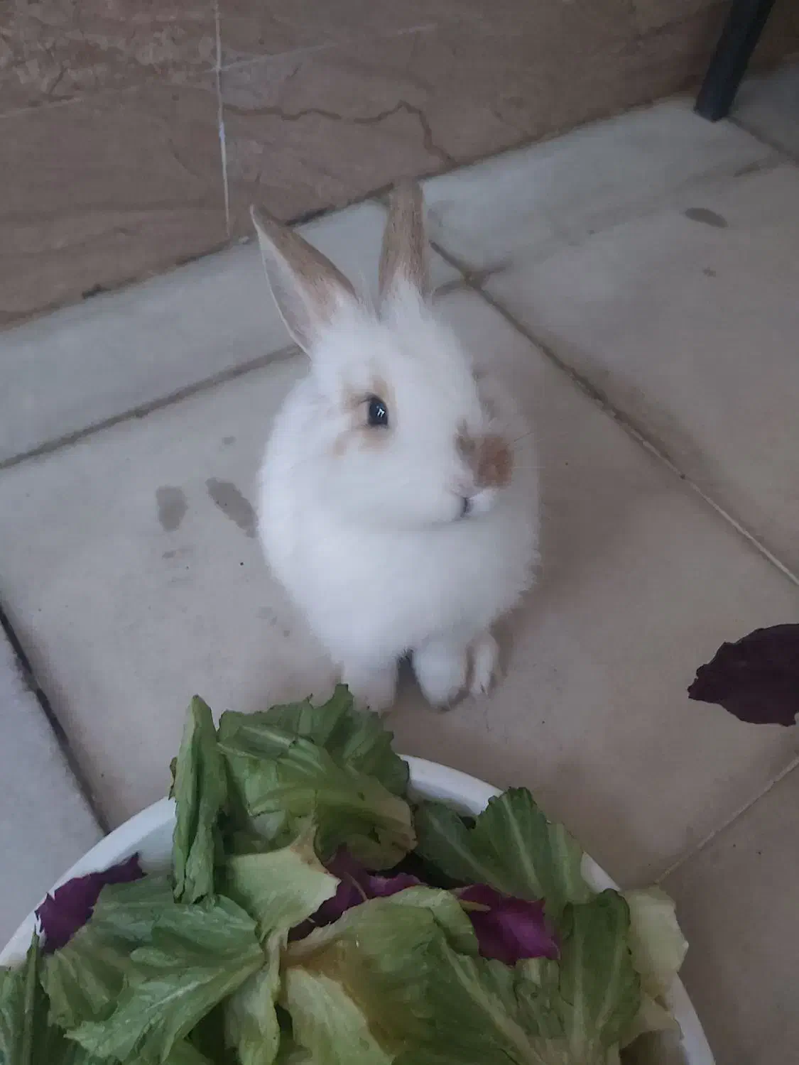 فروش خرگوش یک و نیم|موش و خرگوش|پیرانشهر, |دیوار