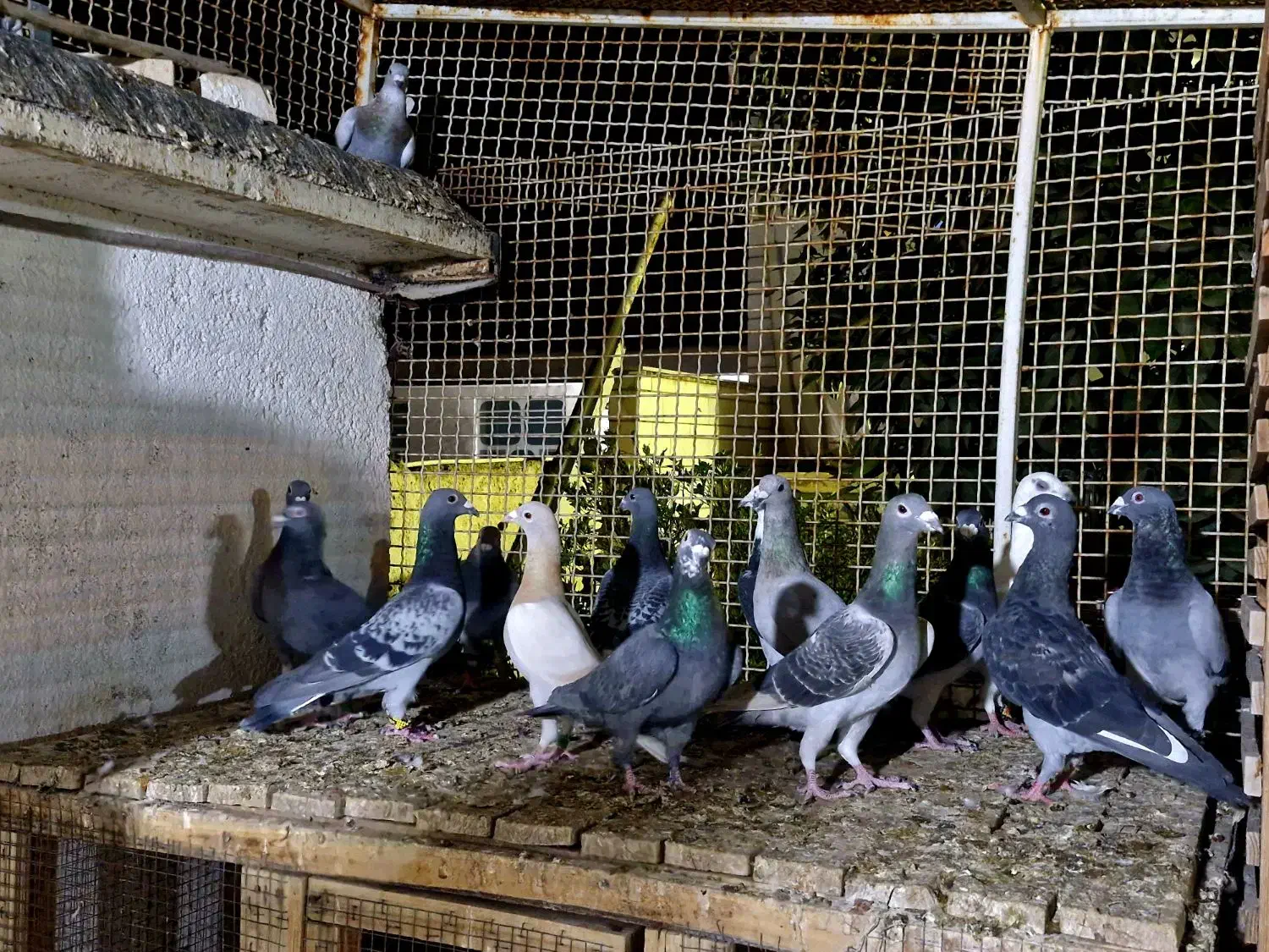 کفتر پلاکی|پرنده|شیراز, کوزه گری|دیوار