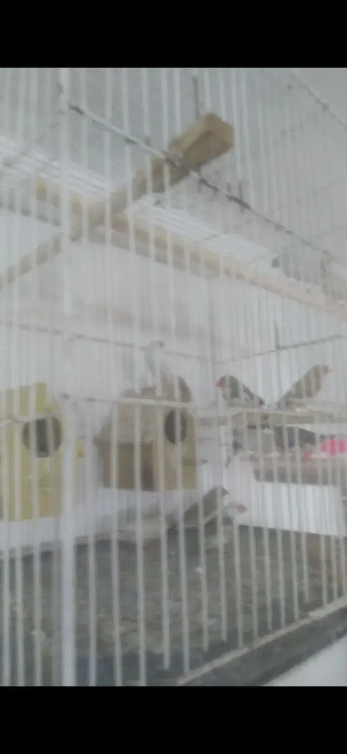 فنج ومرغ عشق جفتی بازمانت تخم وجوجه|پرنده|مشهد, شهرک امام هادی (شهرک غرب)|دیوار