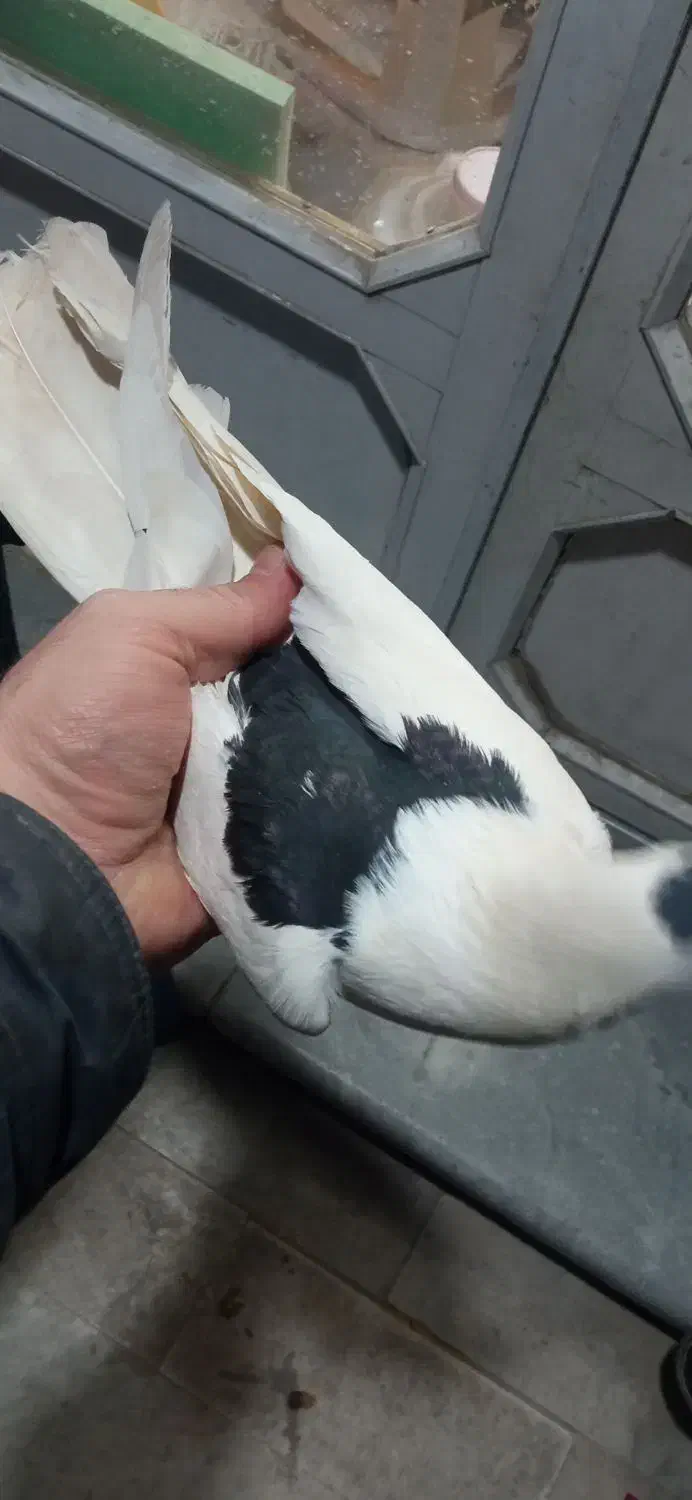 کبوتر رنگی|پرنده|قم, بکایی|دیوار