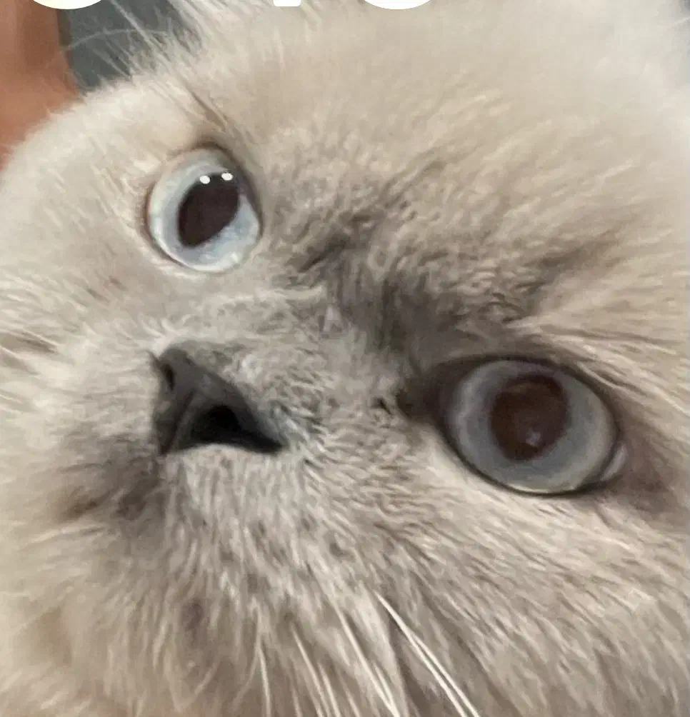 واگذاری گربه|گربه|مشهد, کوثر|دیوار