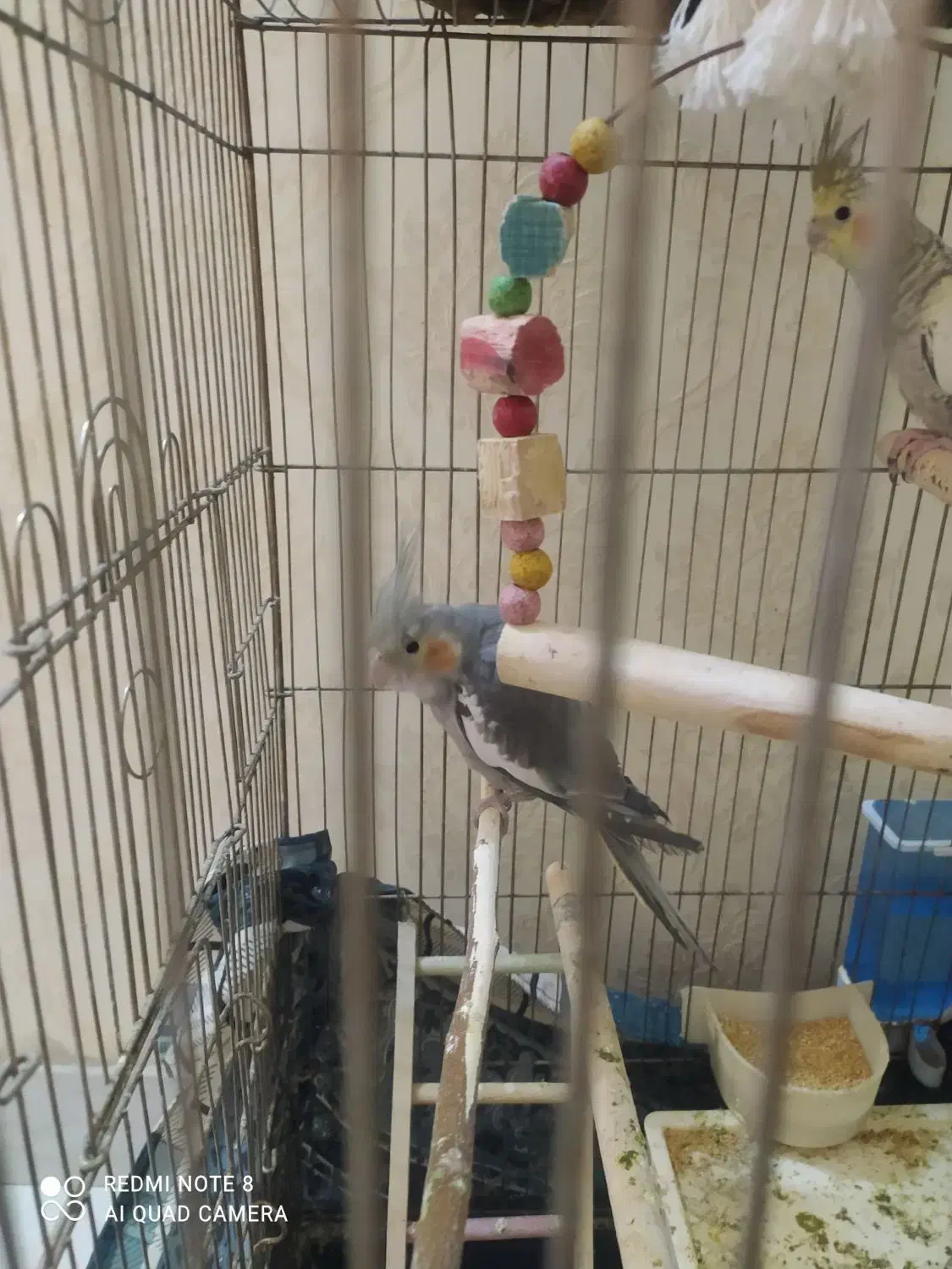 عروس هلندی|پرنده|قرچک, میرزائی شمالی|دیوار