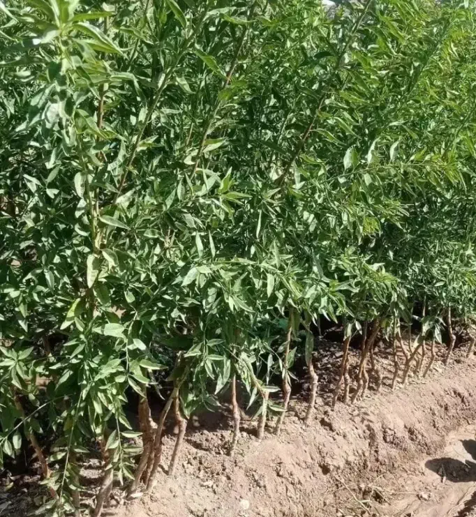 فروش انواع آنها های مرکبات ونهال های خاص|خدمات باغبانی و درختکاری|اصفهان, باغ کاران|دیوار