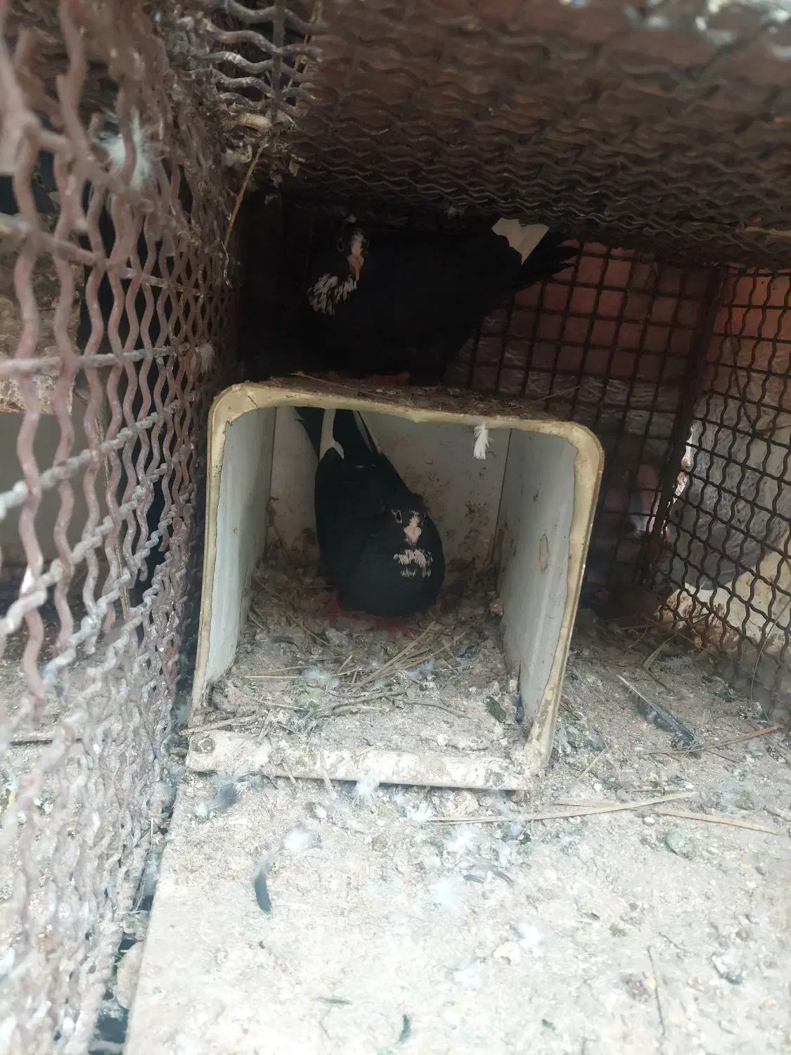 کبوتر|پرنده|کرمان, |دیوار