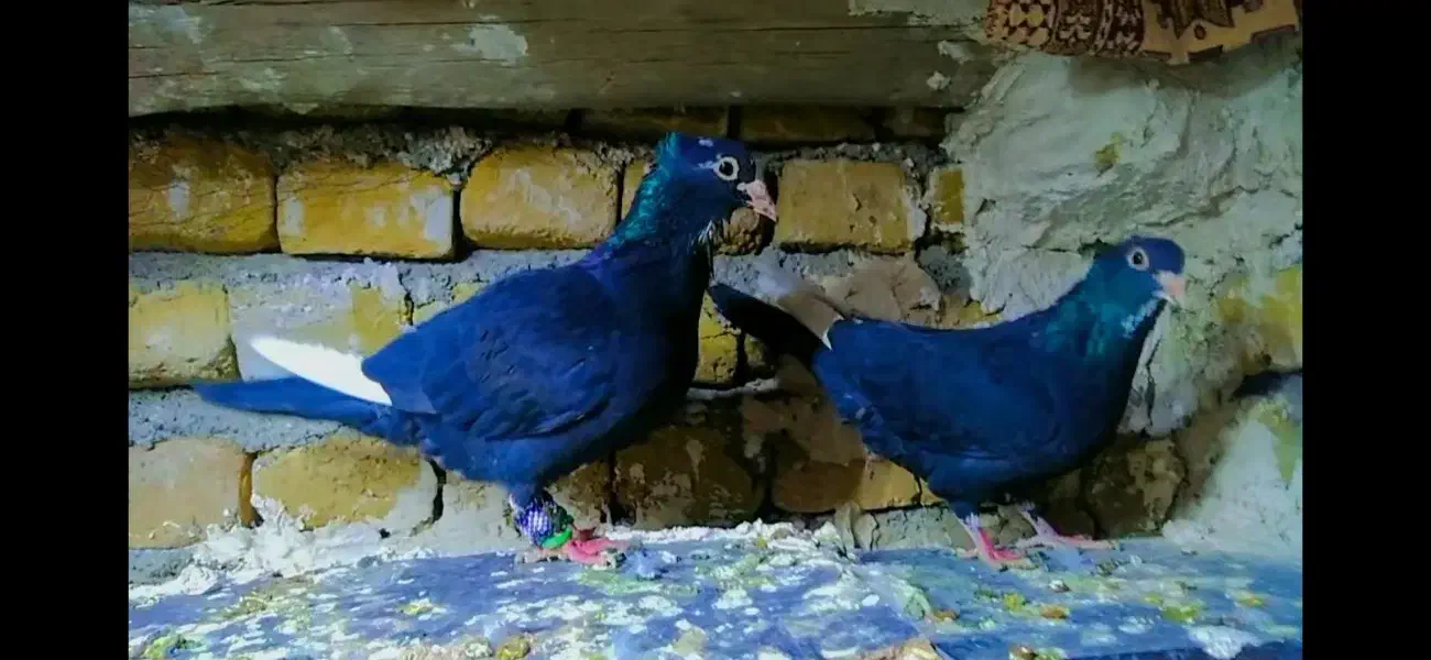 مینا سیاه کرمونی کاکولی|پرنده|تربت‌حیدریه, طالقانی|دیوار