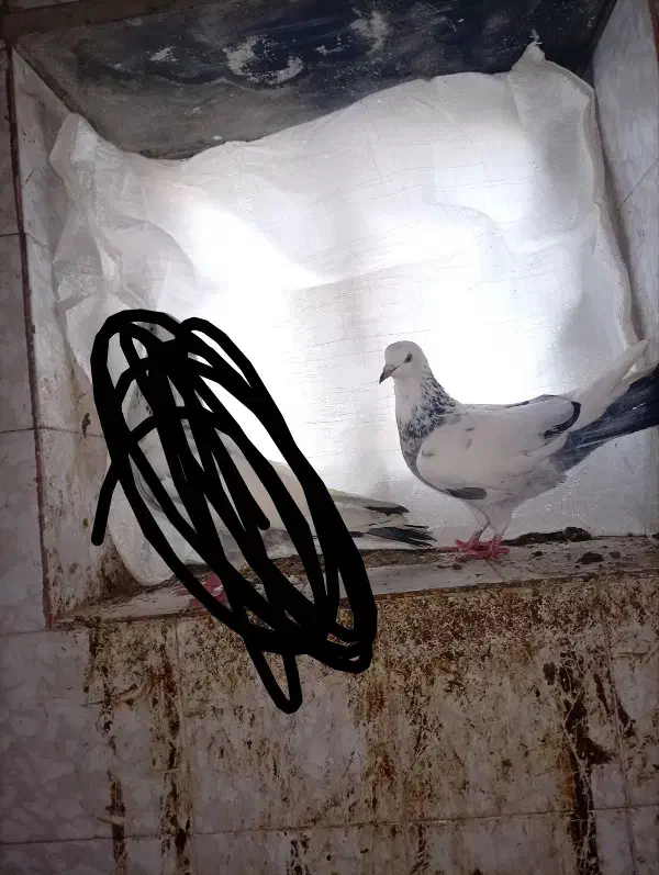 کبوتر.|حیوانات|سیمین شهر, |دیوار