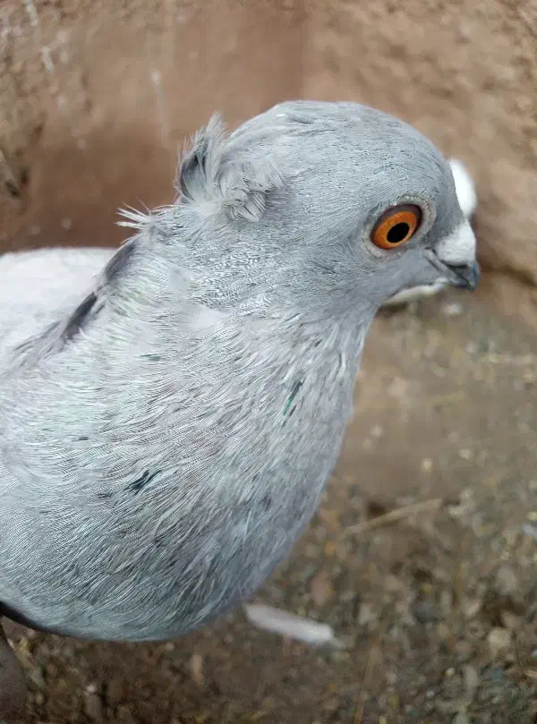 کفتر|پرنده|میان جلگه, |دیوار