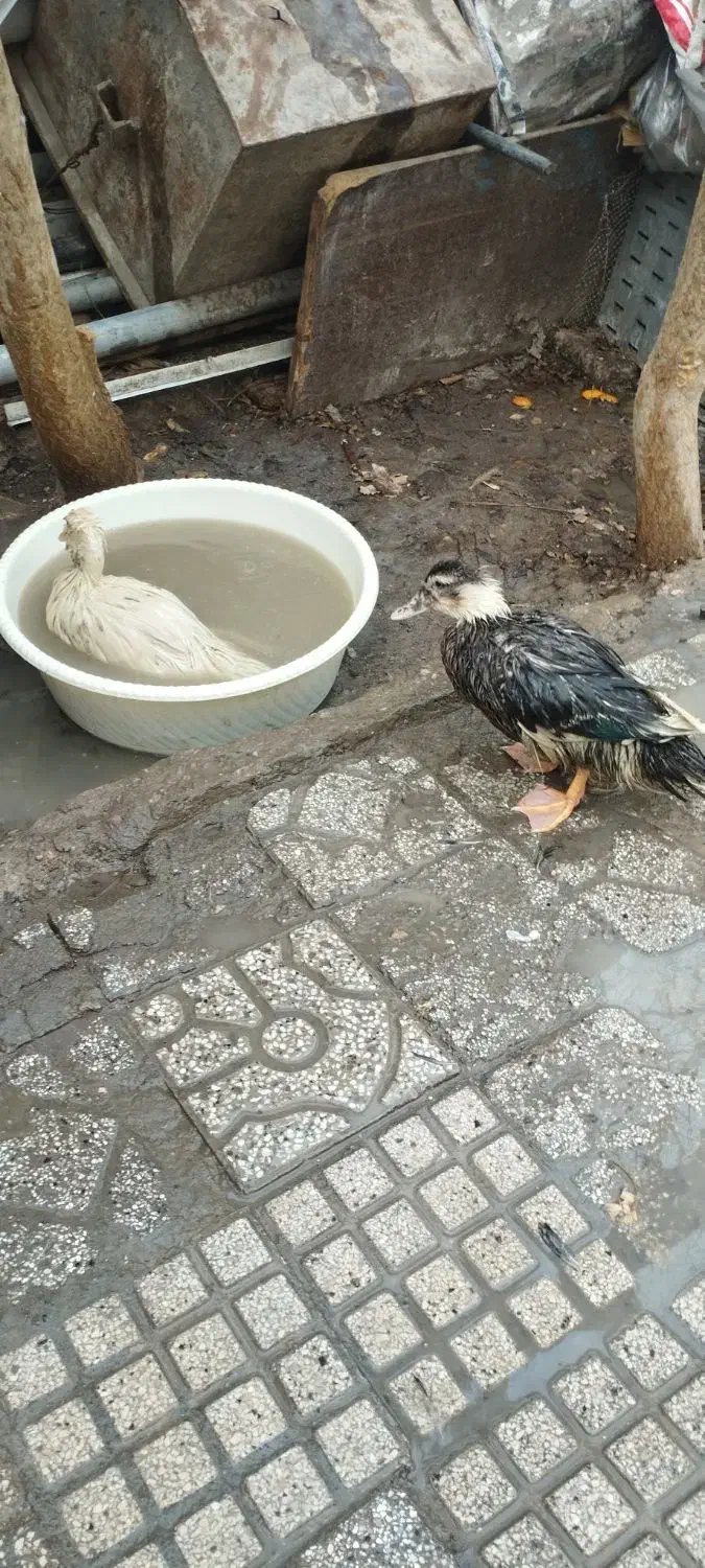 اردک|حیوانات مزرعه|مشهد, نوغان|دیوار