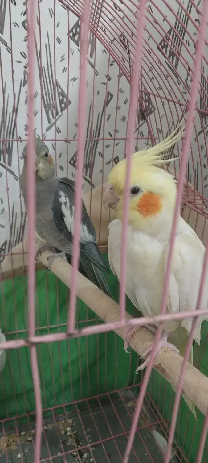 عروس هلندی ۴تا|پرنده|محمدیه-قزوین, |دیوار