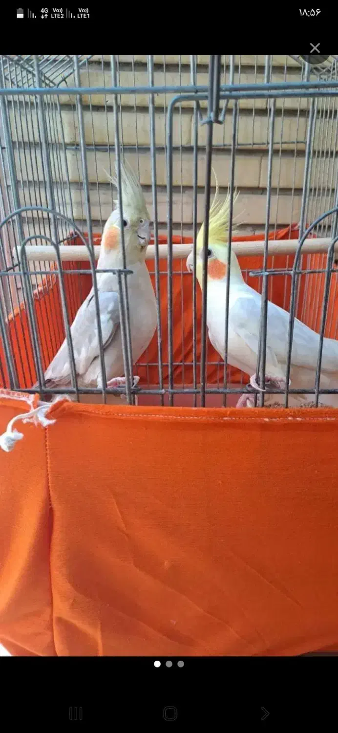 پرنده عروس هلندی|پرنده|تهران, هرندی|دیوار