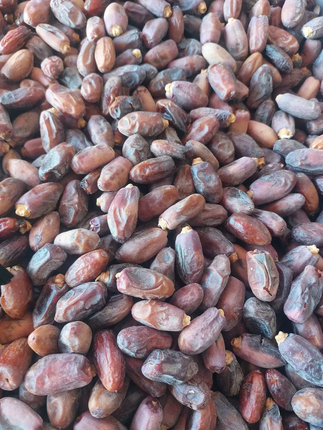 دیری درجه یک کیلو ۹۰|خوردنی و آشامیدنی|اهواز, دغاغله|دیوار