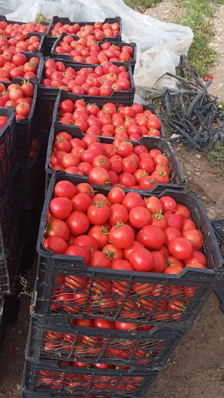 گوجه باغی را مهرمز ترش و آبدار سبدی ۵۰۰|خوردنی و آشامیدنی|لردگان, |دیوار