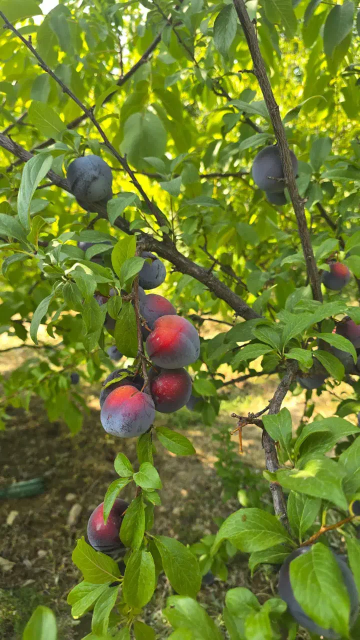 باغ یاسوج کوخدان|فروش زمین و ملک کلنگی|سی‌سخت, |دیوار