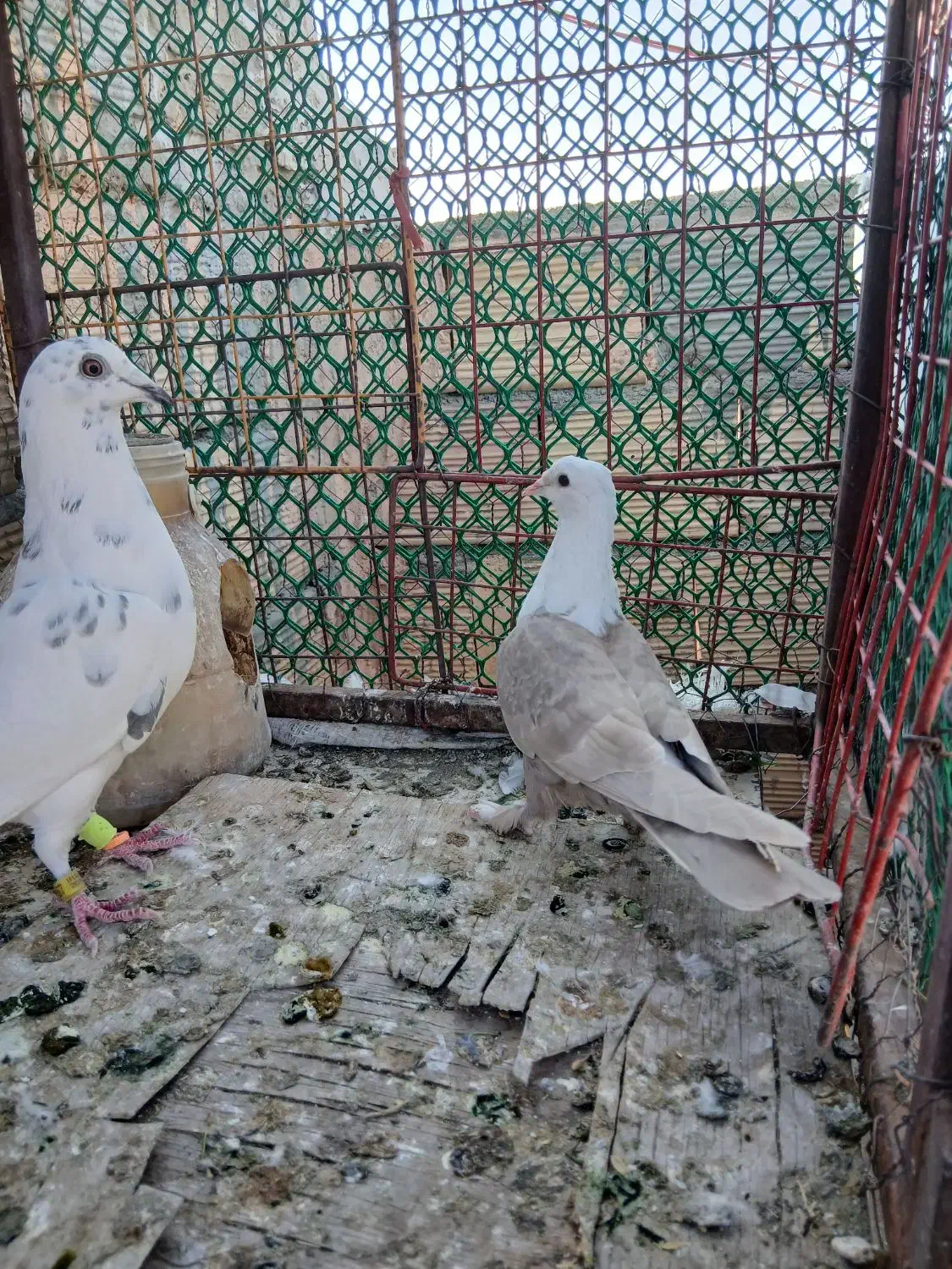 تخم کبوتر|پرنده|سبزوار, قصبه شرقی|دیوار