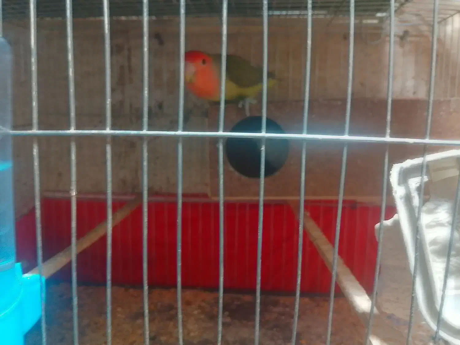 طوطی برزی نر و ماده بالغ|پرنده|فردوسیه, |دیوار