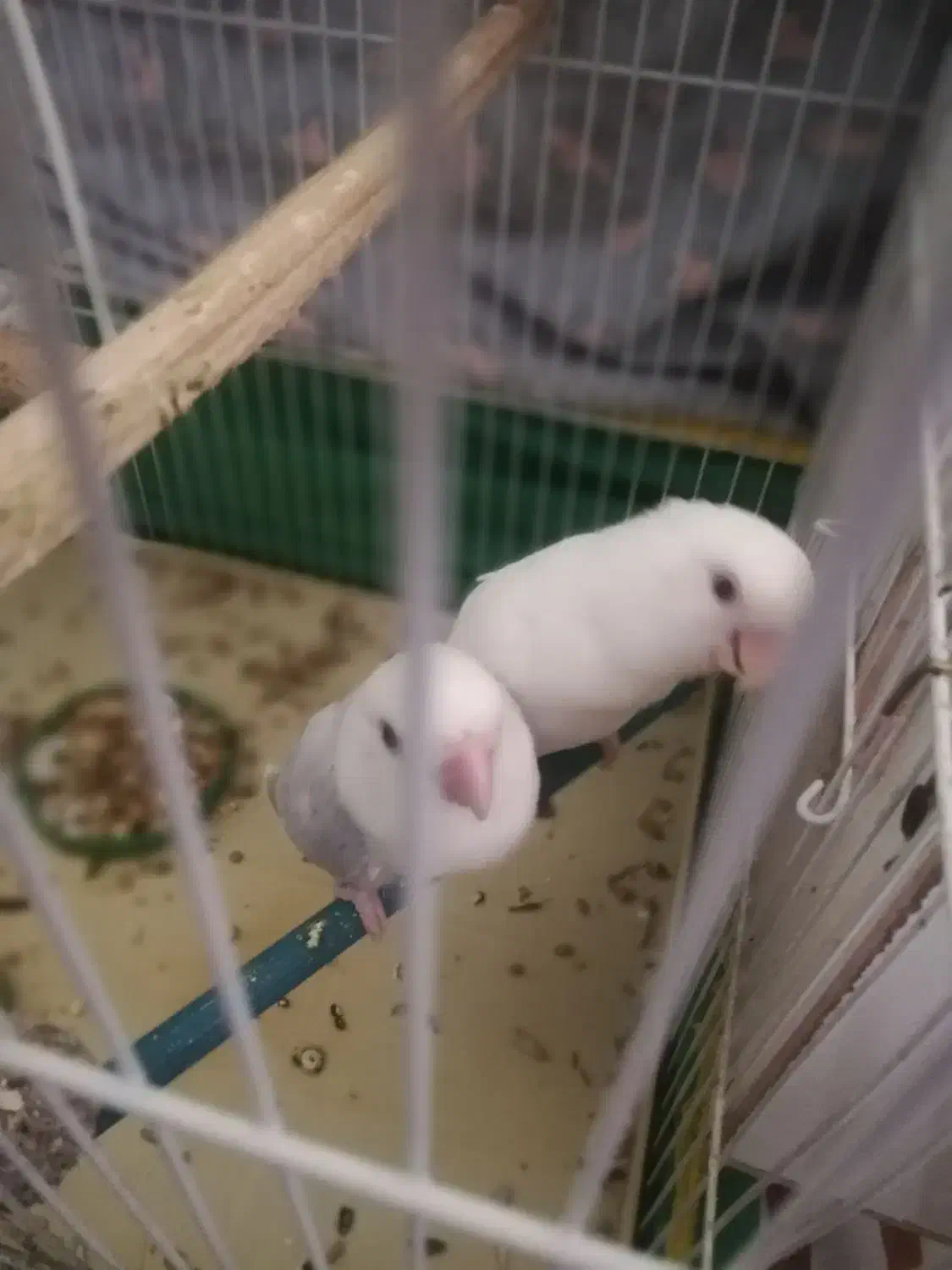 پرنده|پرنده|نیشابور, دارایی|دیوار