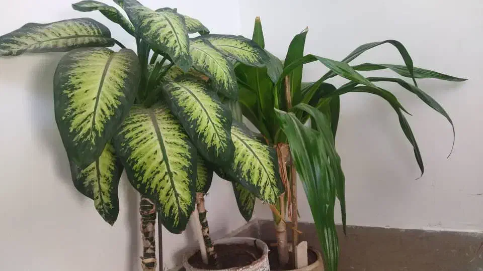 فروش گل طبیعی|گل و گیاه طبیعی|شیراز, گویم|دیوار