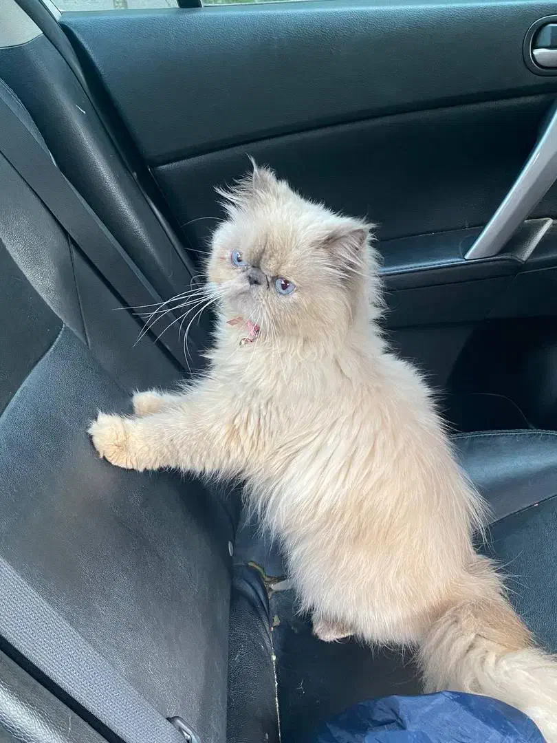 فروش و واگذاری|گربه|شهریار, شهریار|دیوار