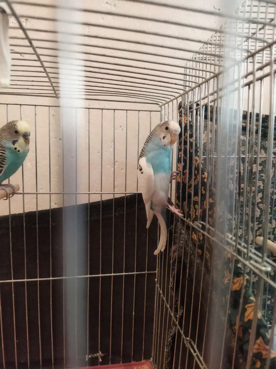 مرغ عشق|پرنده|بیجار, |دیوار