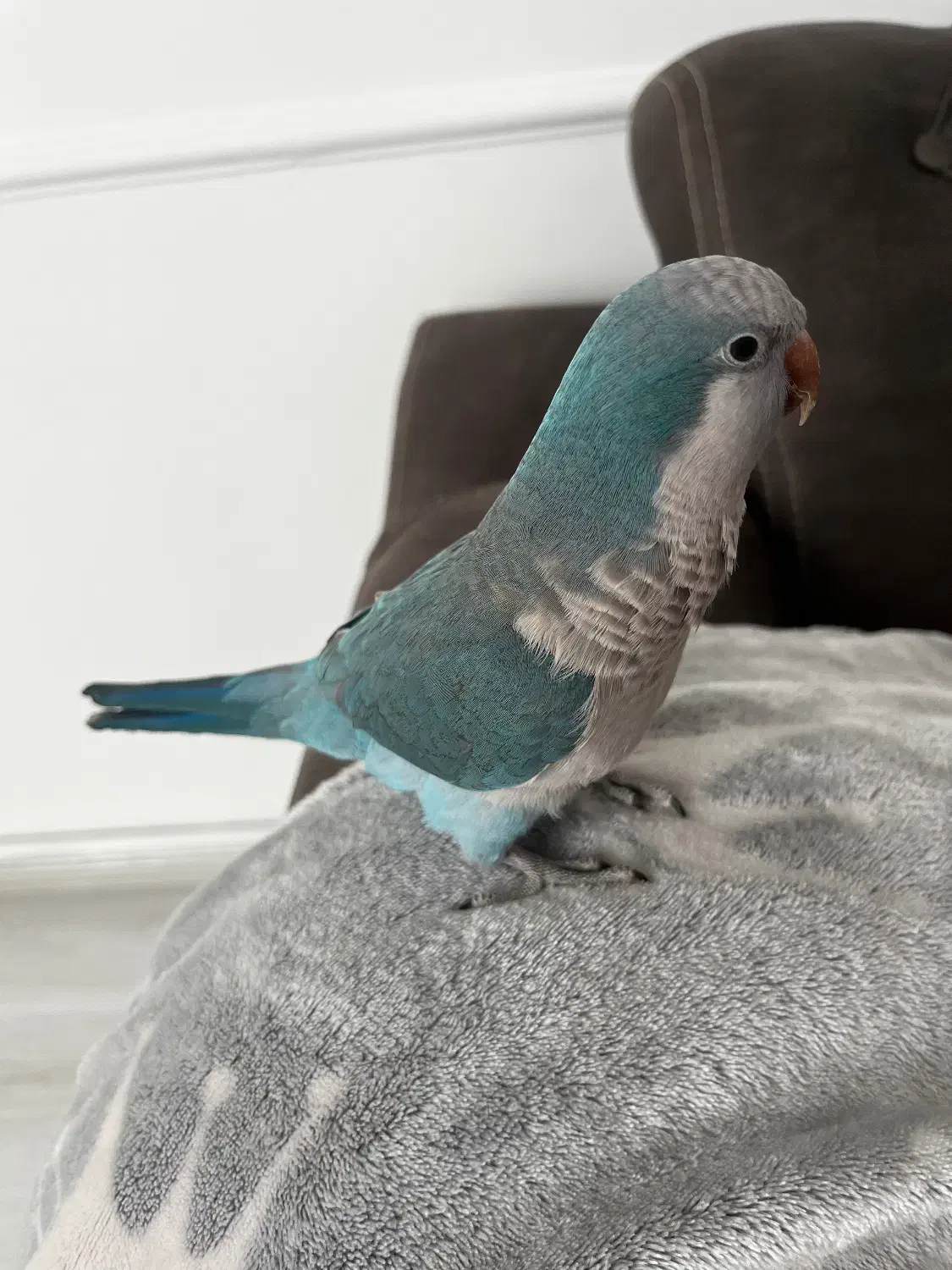 طوطی|پرنده|اردبیل, |دیوار