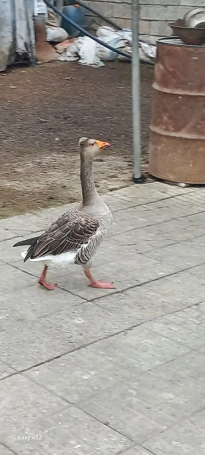 غاز کاکلی نر کاکل درشت|حیوانات مزرعه|قائمشهر, |دیوار