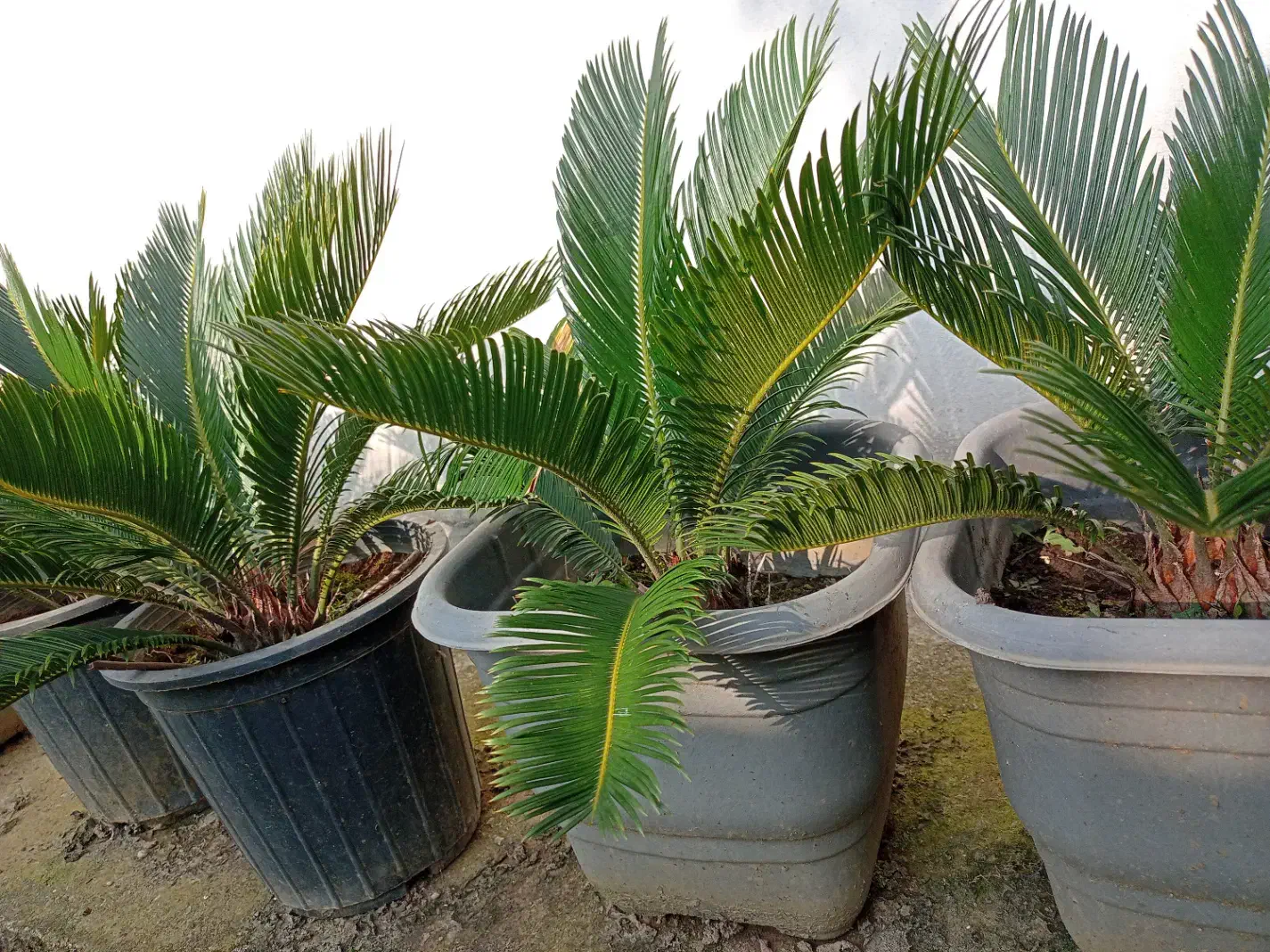 سیکاس|گل و گیاه طبیعی|رامسر, |دیوار