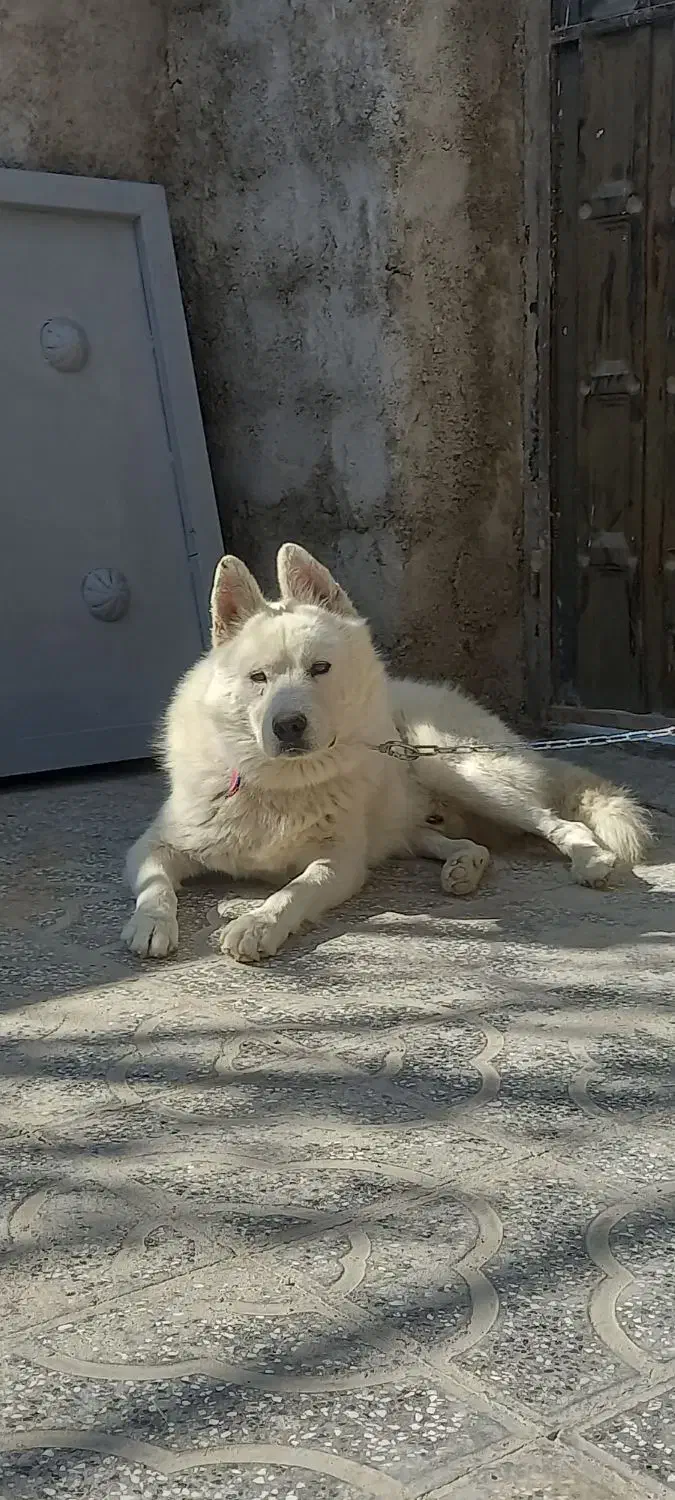 آکیتا ژاپنی|سگ|شیروان (خراسان), |دیوار