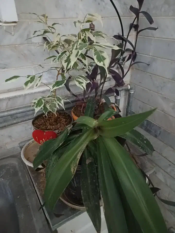 گل بنجامین|گل و گیاه طبیعی|نهاوند, |دیوار