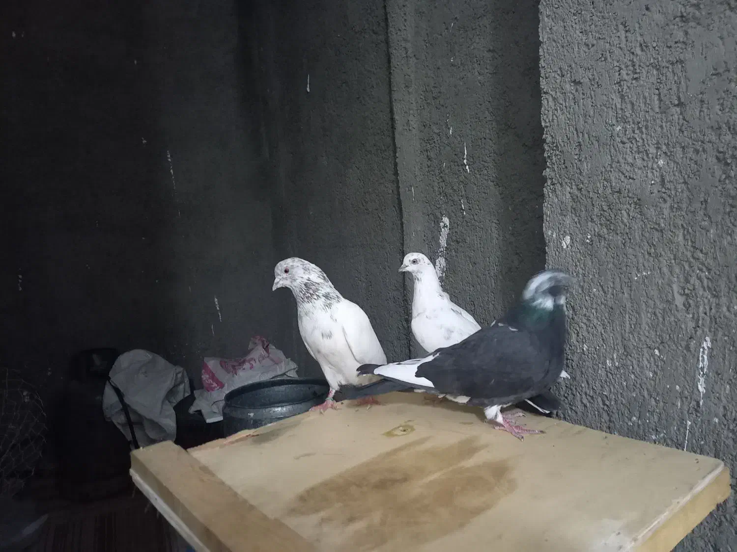 کبوترپرشی|پرنده|سلطانیه, |دیوار