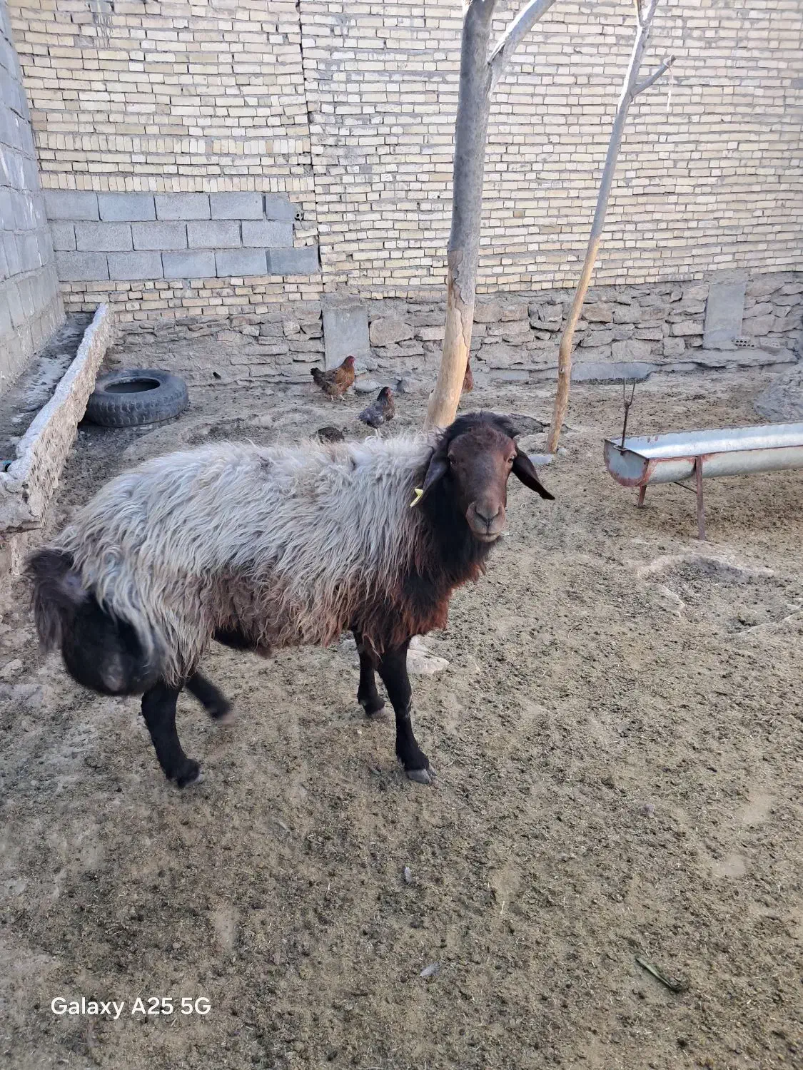 قوچ هارو سه ساله|حیوانات مزرعه|درگز, |دیوار