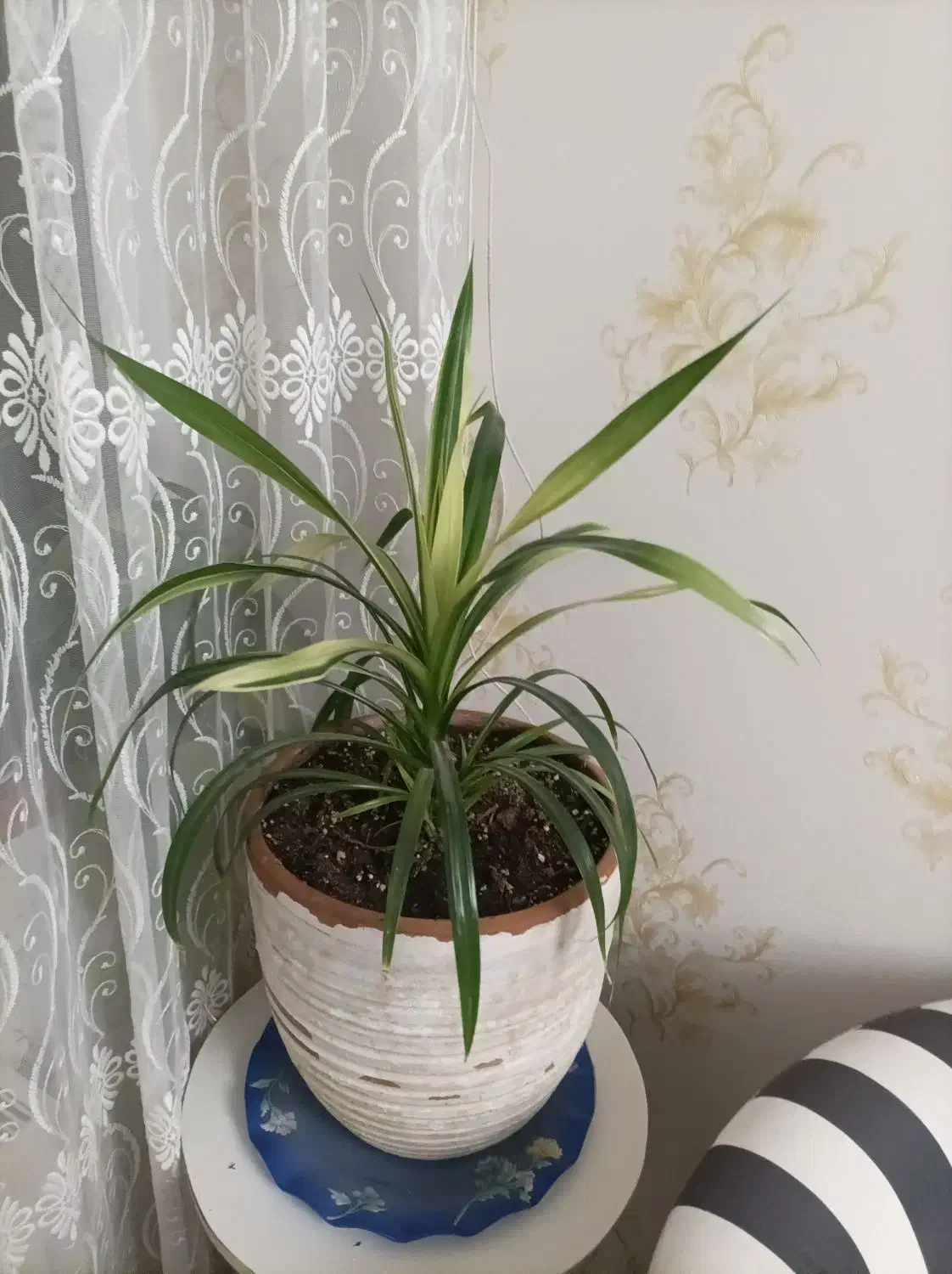 انواع گل پتوس.بنجامین .اریکا|گل و گیاه طبیعی|سهند, |دیوار