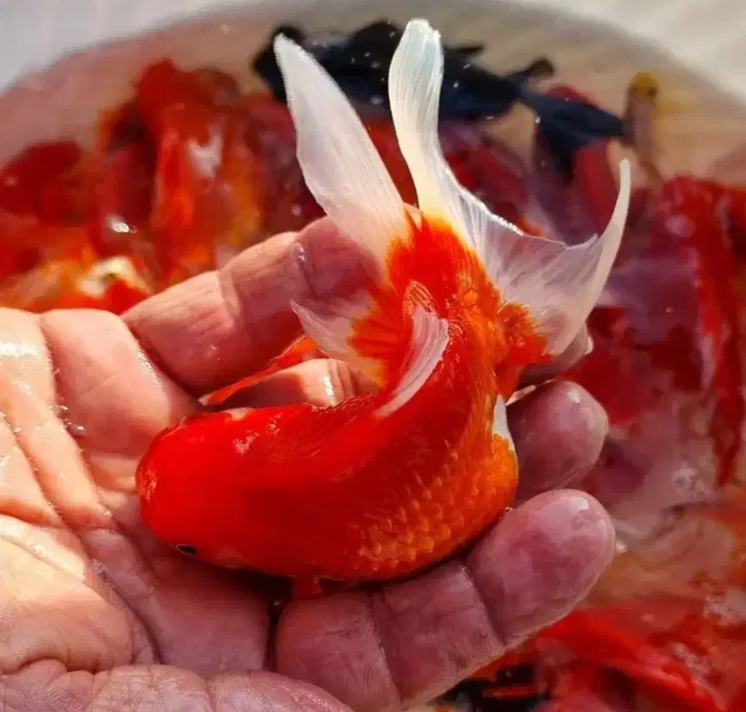 ماهی قرمز|ماهی|رفسنجان, |دیوار