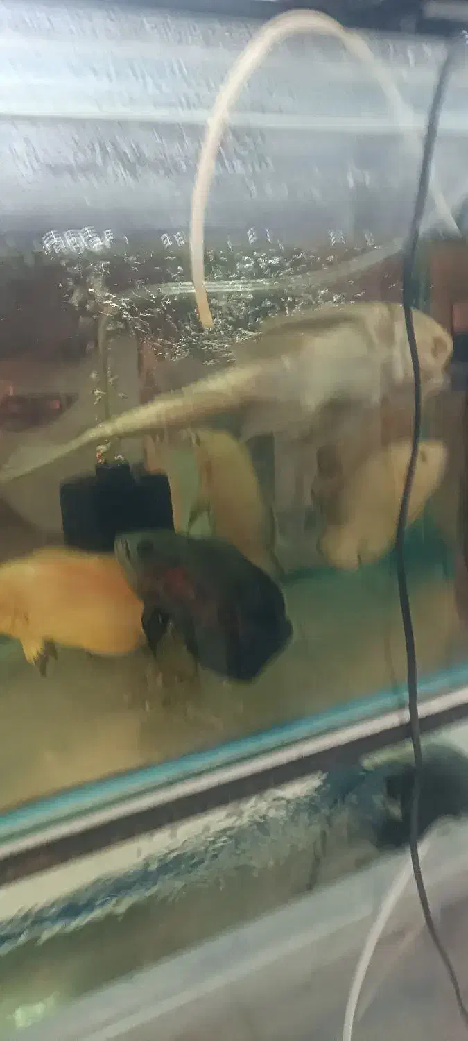 ماهی زینتی|ماهی|تربت جام, المهدی|دیوار