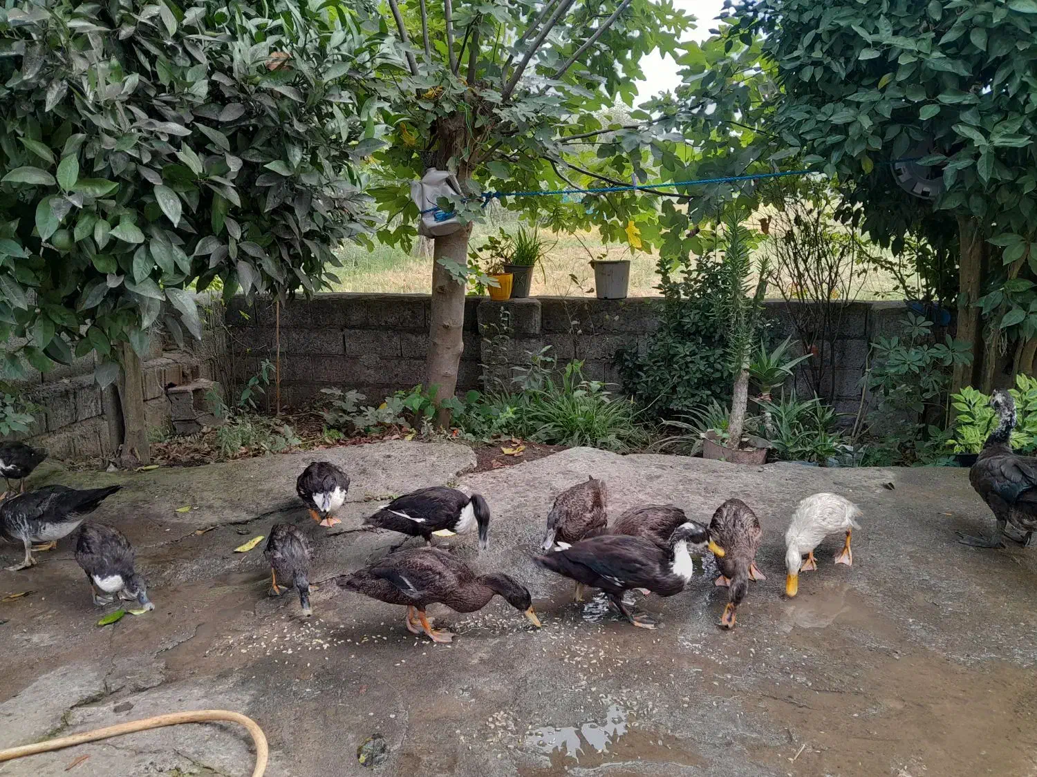 غاز اردک مرغ خروس|حیوانات مزرعه|رشت, جانبازان|دیوار