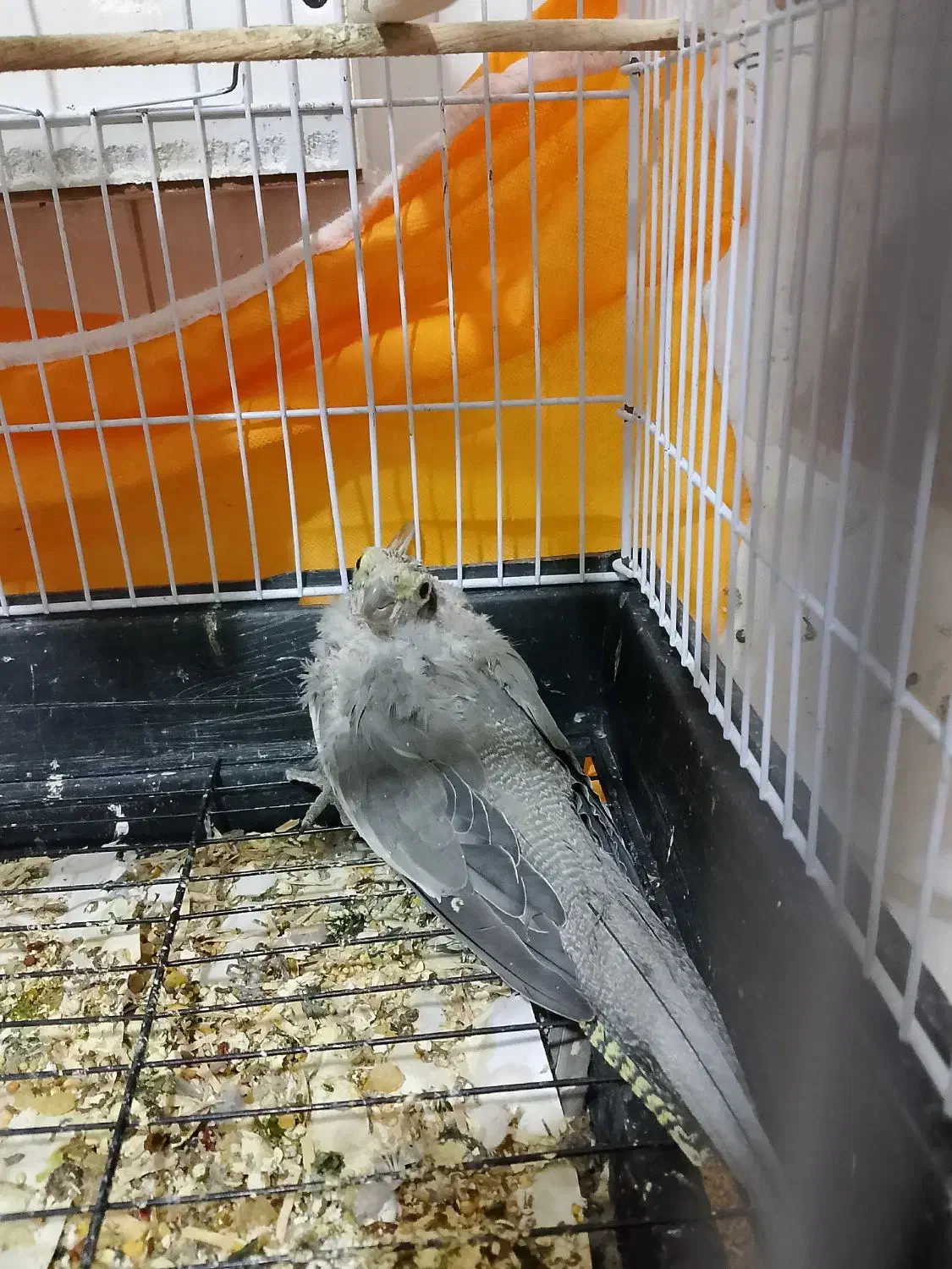 جوجه عروس هلندی|پرنده|سربیشه, |دیوار