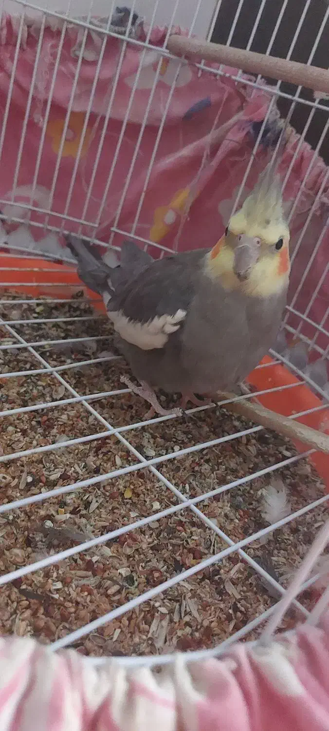 عروس هلندی|پرنده|رامشیر, |دیوار