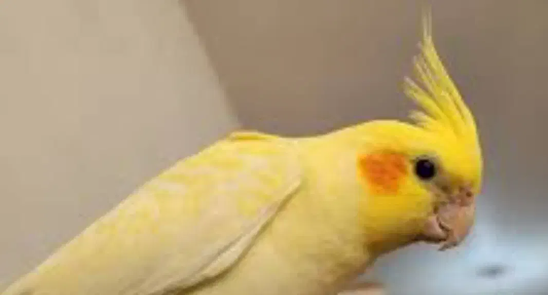 گمشده عروس هلندی ماده ،عکس مال خود پرنده نیست|پرنده|آباده, |دیوار