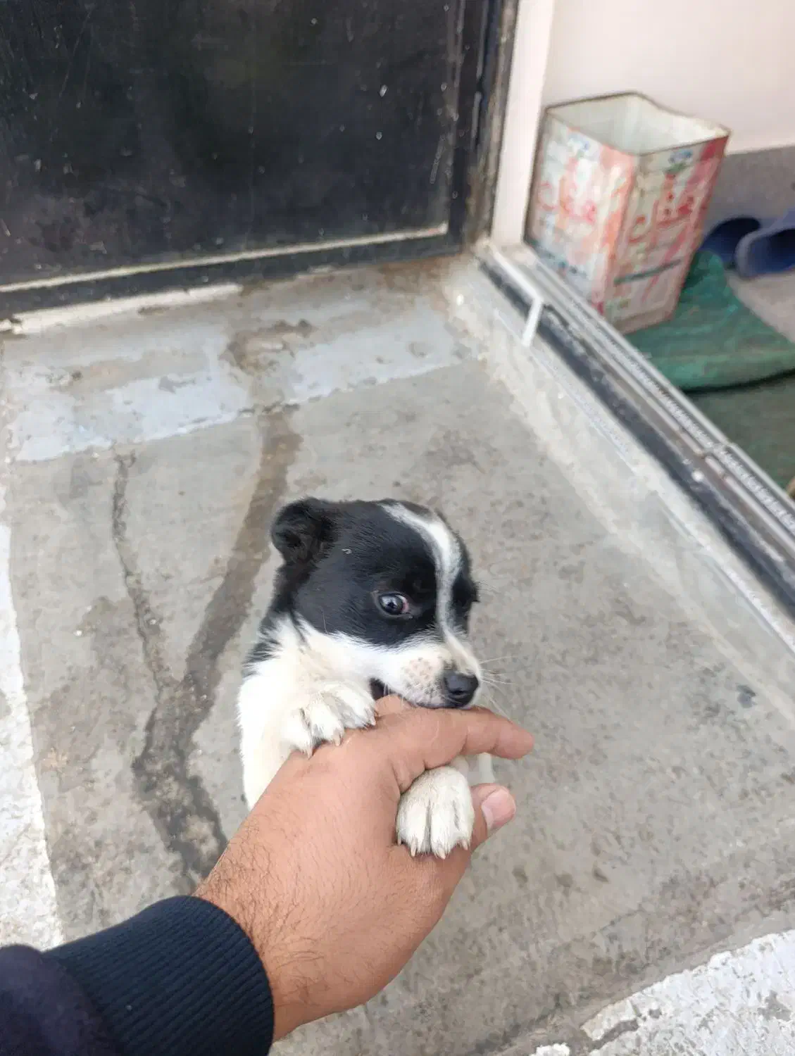 سگ پاکوتاه|سگ|مشهد, موعود|دیوار