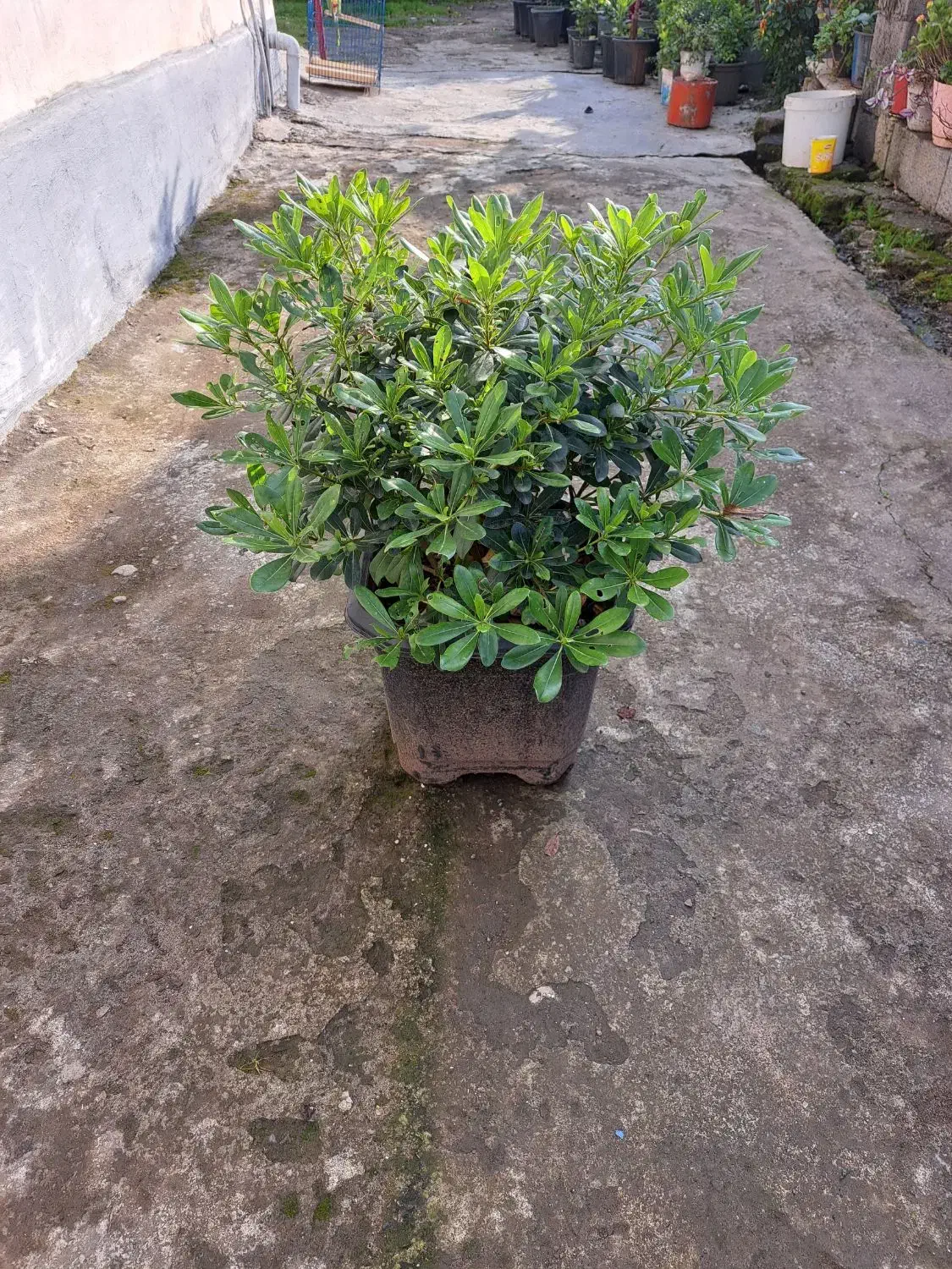 پیتسپروم.پالم.نوئل.یوکا|گل و گیاه طبیعی|کلاچای, |دیوار