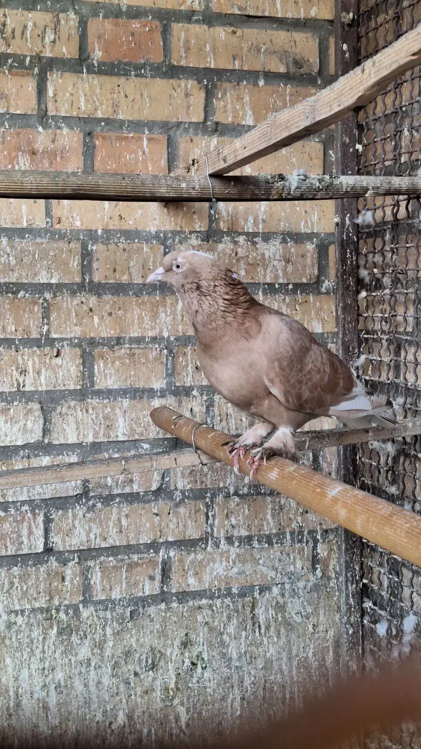 کبوتر|پرنده|تهران, مشیریه|دیوار