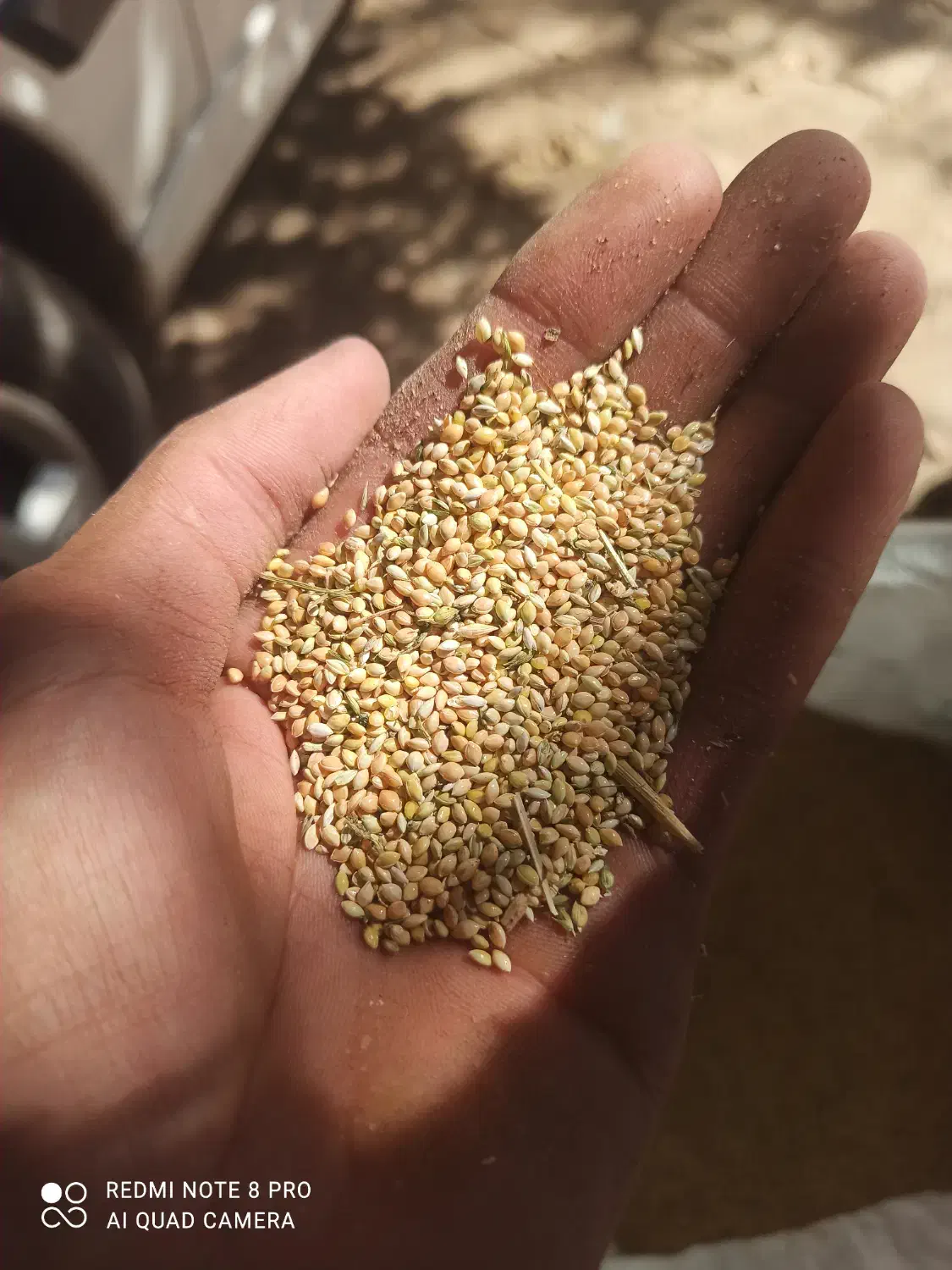 گندم و ارزن|خوردنی و آشامیدنی|قم, شهدا|دیوار