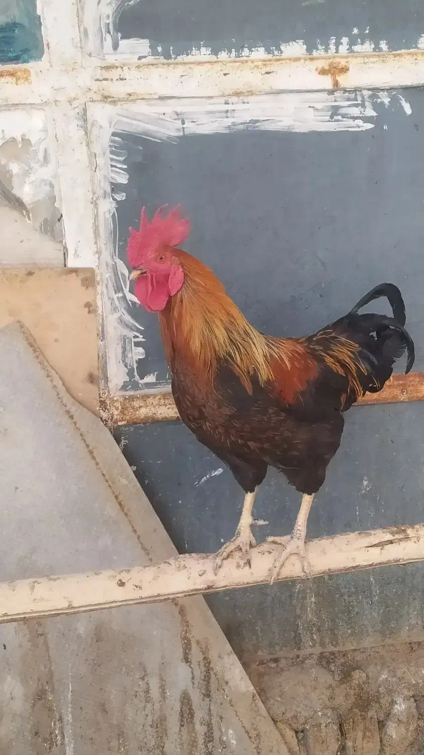 خروس‌محلی|حیوانات مزرعه|رودهن, |دیوار