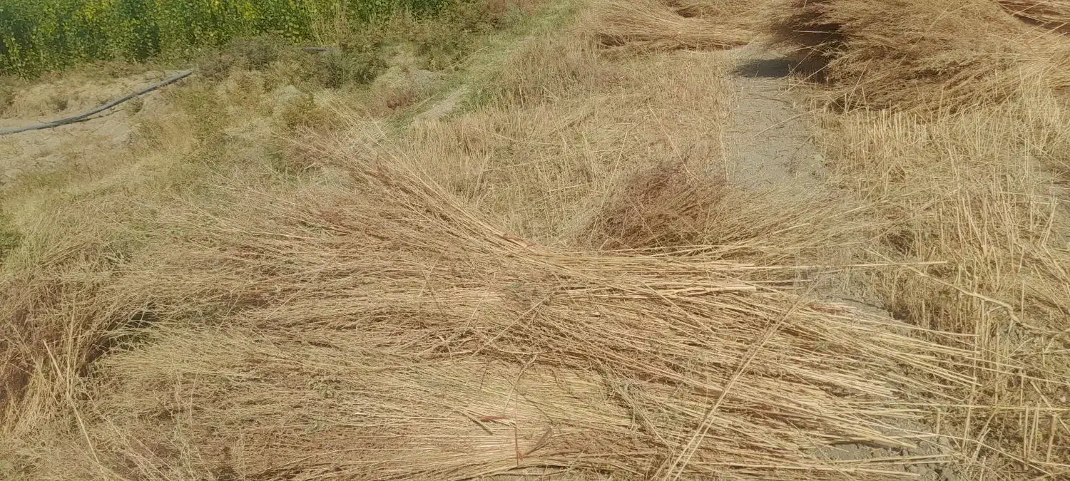 جارو شهرداری ۵جریب اماده|لوازم نظافت|نهاوند, |دیوار