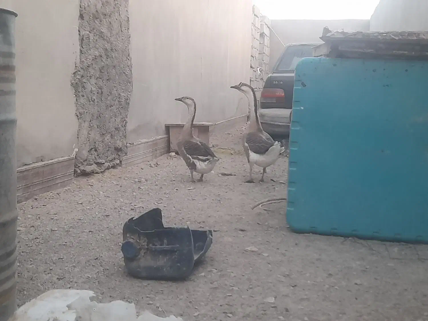 قوغاز|حیوانات مزرعه|زابل, |دیوار