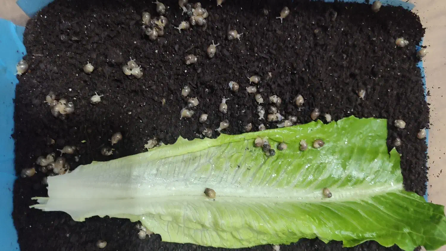 جوجه حلزون|خزنده|نظرآباد, رسالت|دیوار